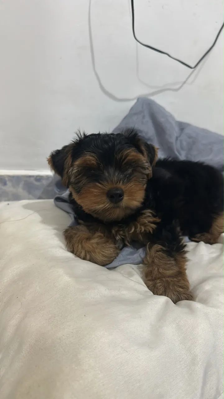 cachorro 