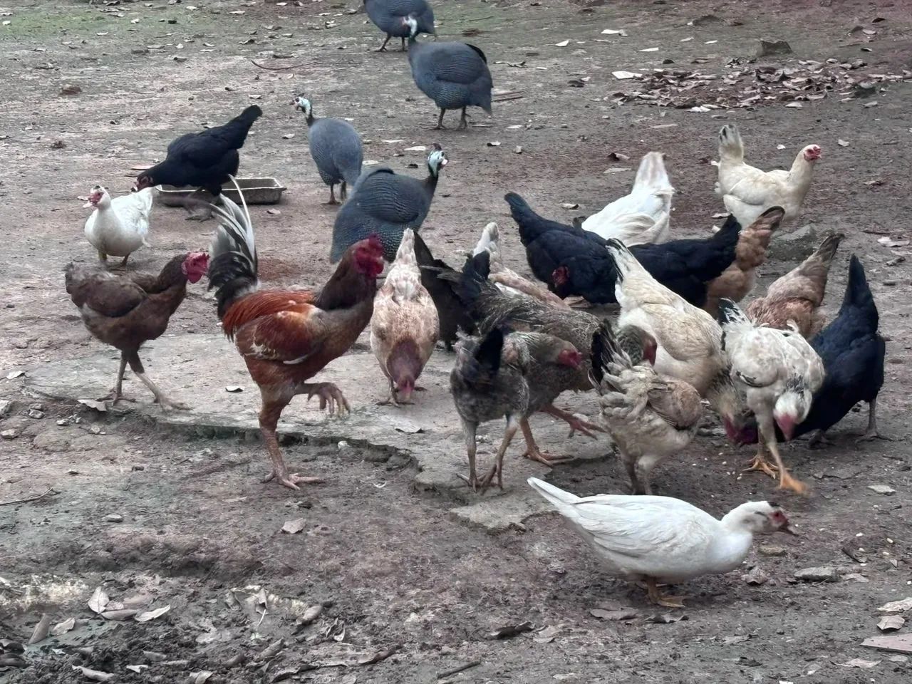 5 angolas 4 patos 2 galos 19 galinhas  - Foto 3