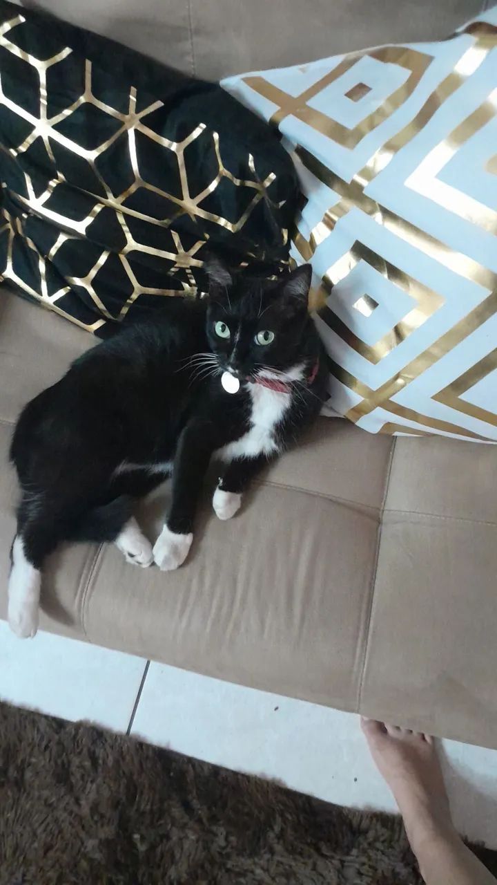 Gata castrada mansa - Foto 2