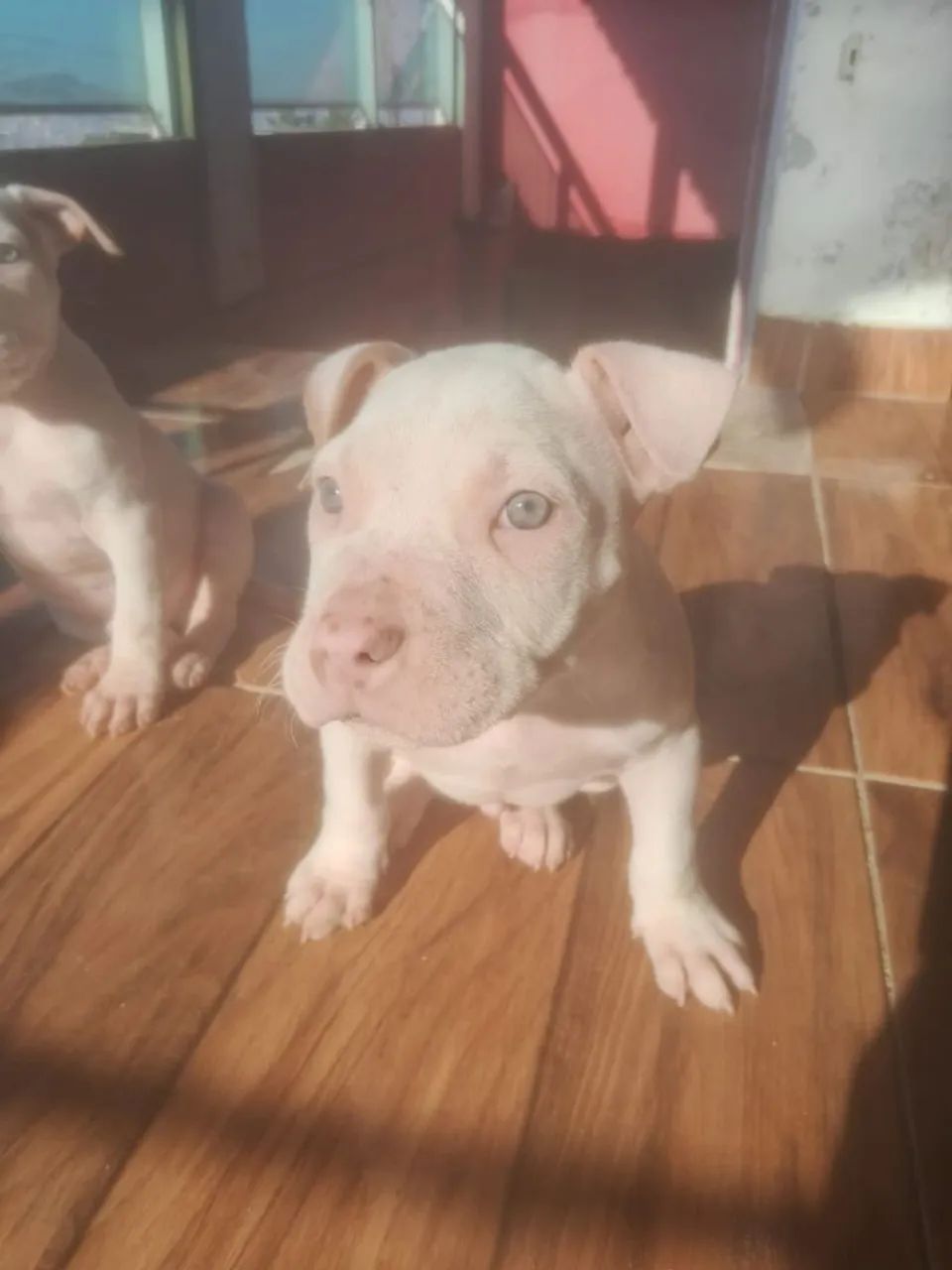 Américan bully  - Foto 4