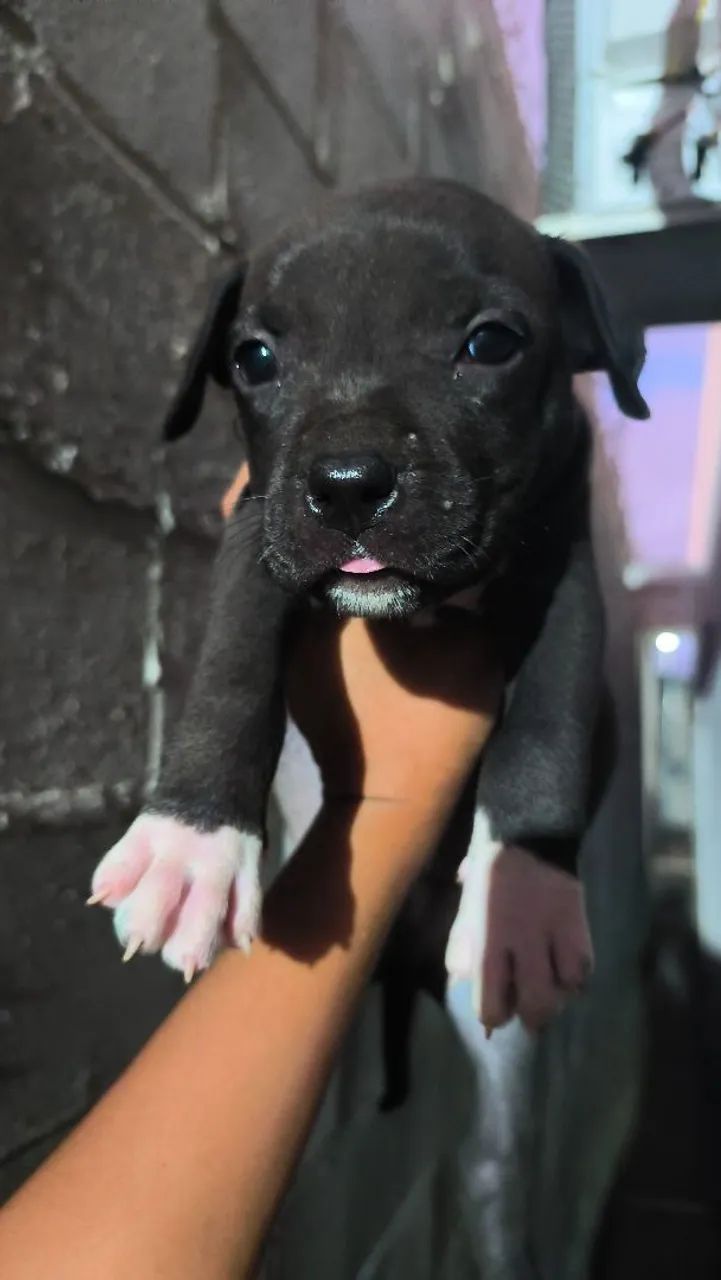 Filhotes de Pit Bull com Pit monster 