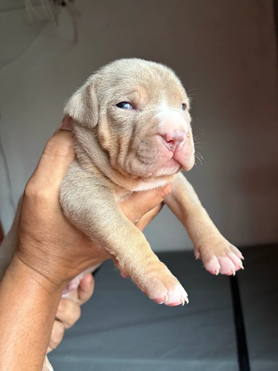 Animais e acessórios  - Foto 2