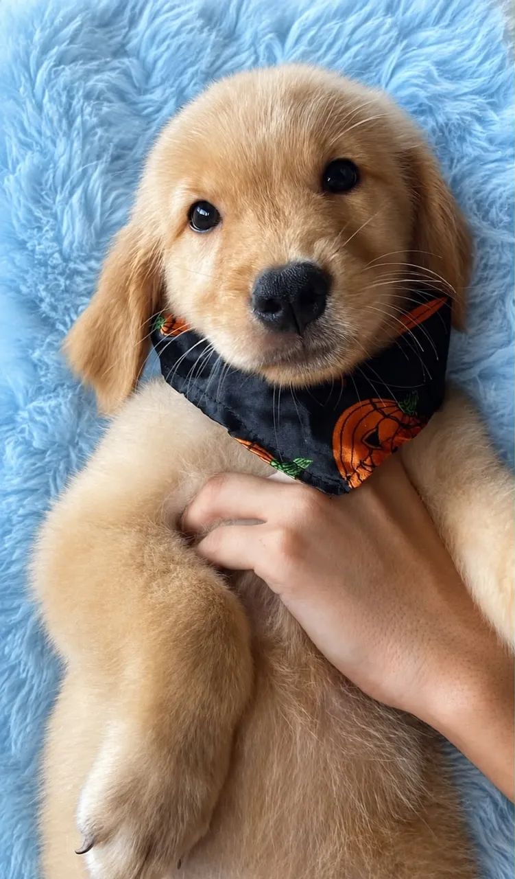 Golden retriever 