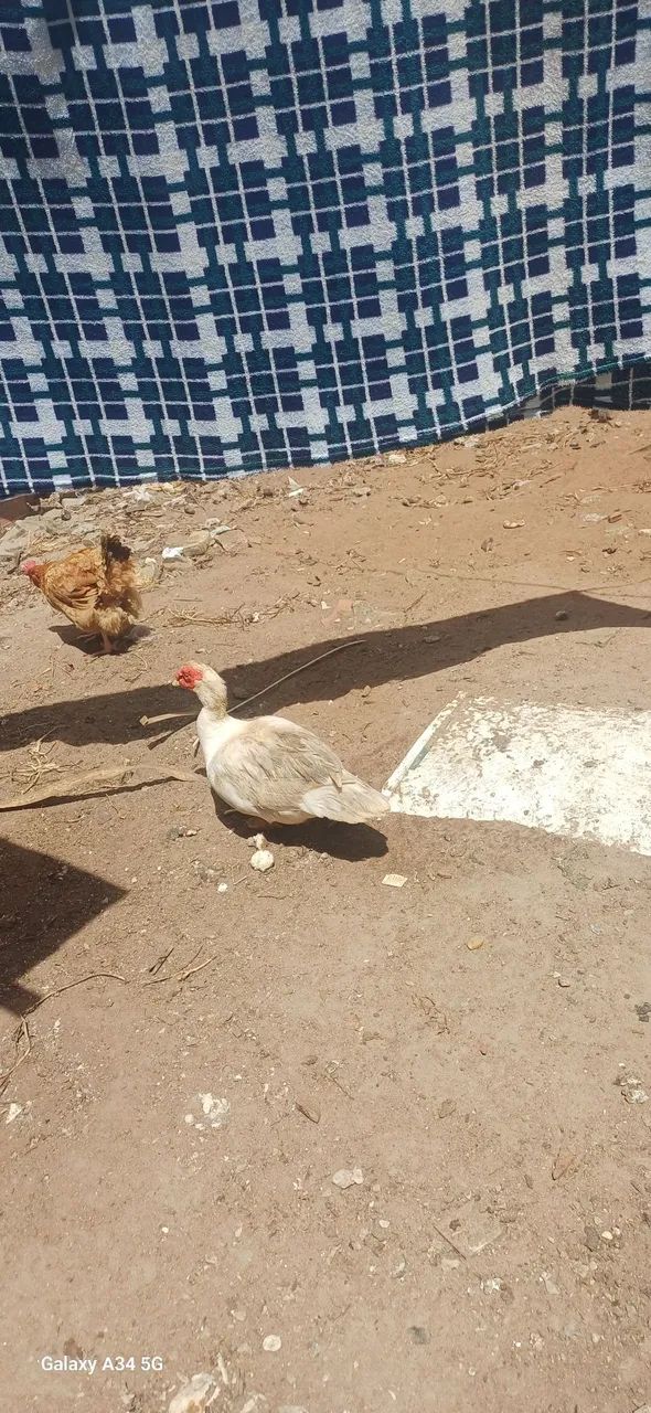 Pato a duto  - Foto 3