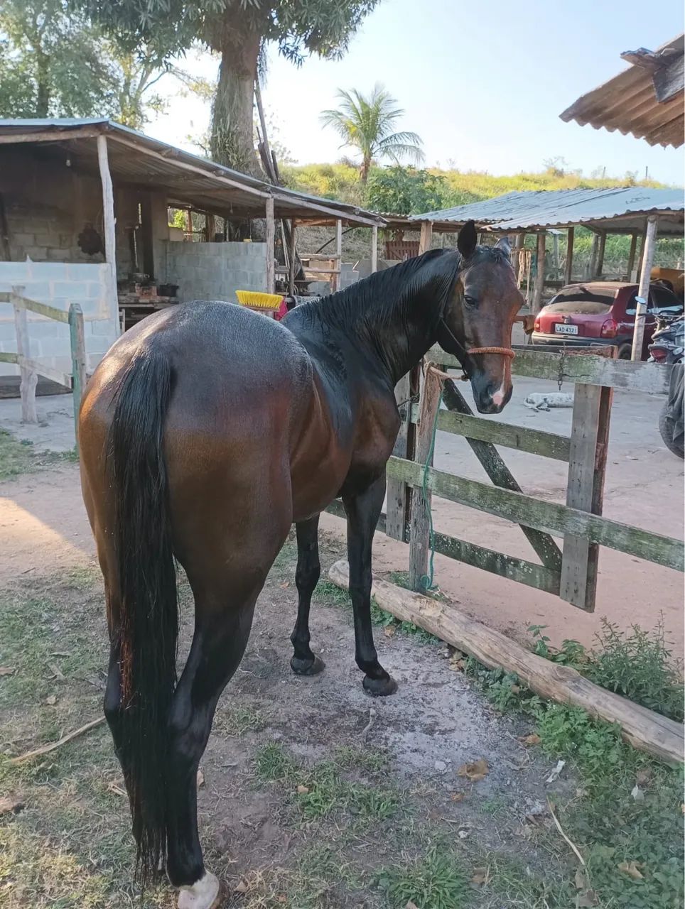 Cavalo quarto de milha a venda - Animais para agropecuária - Bicuíba ...