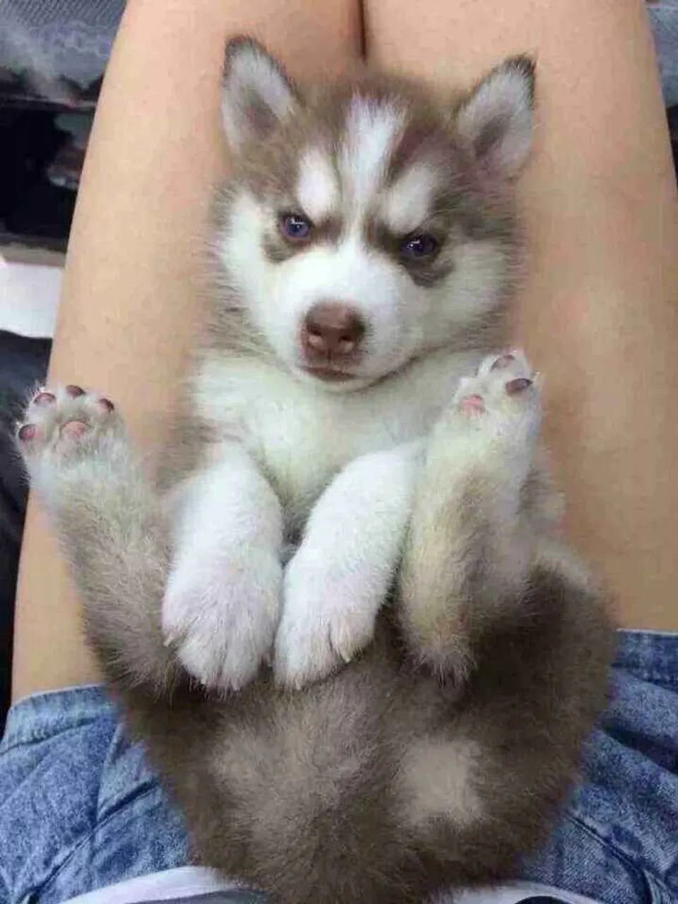 Filhote husky siberiano, Os melhores momentos da sua vida começam com um filhotinho!