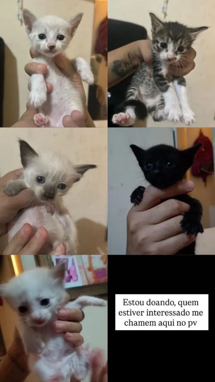 Lindos filhotes de gatos pra doação. 