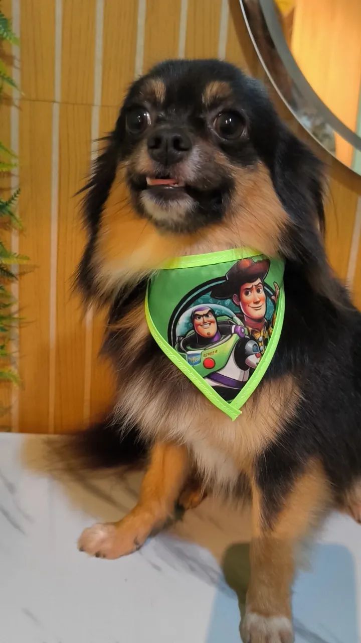 Namorada para Chihuahua  - Foto 2