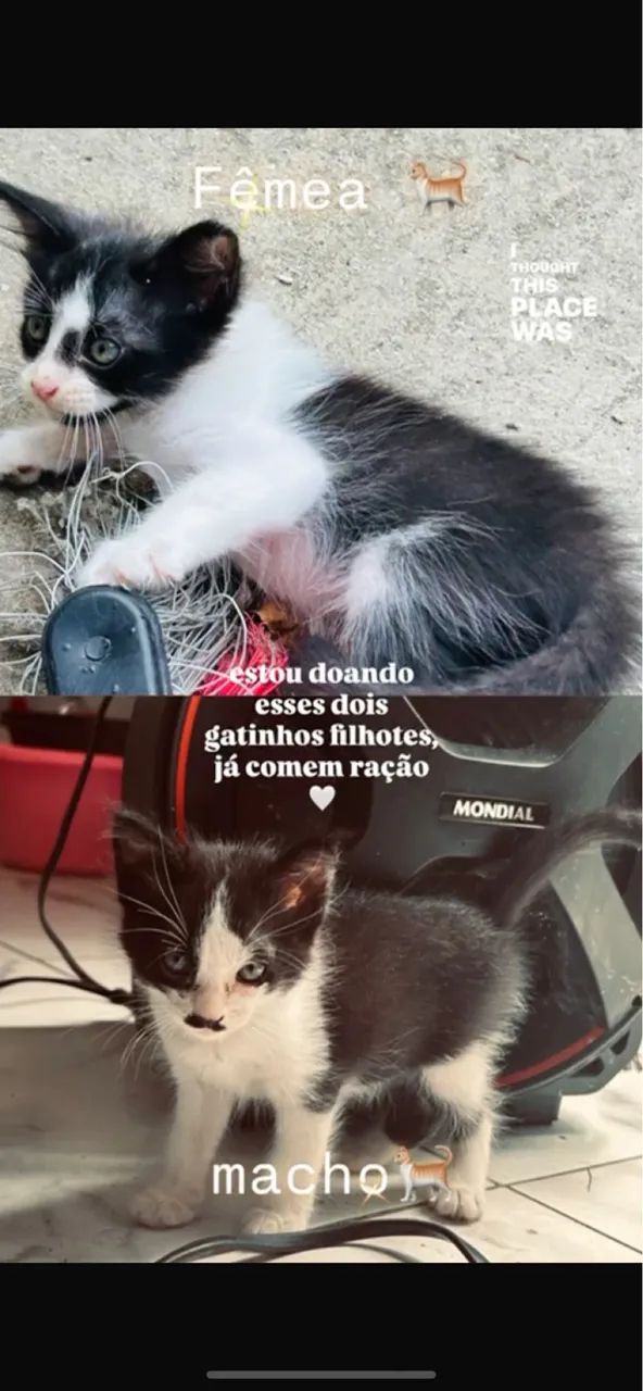 Estou doando esses lindos gatinhos frajolas 