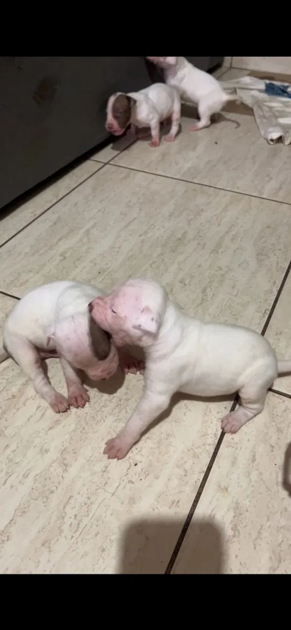 Cachorro pitbull  - Foto 2