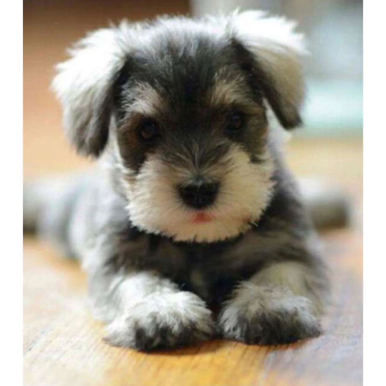 Schnauzer a pronta entrega  - Foto 2