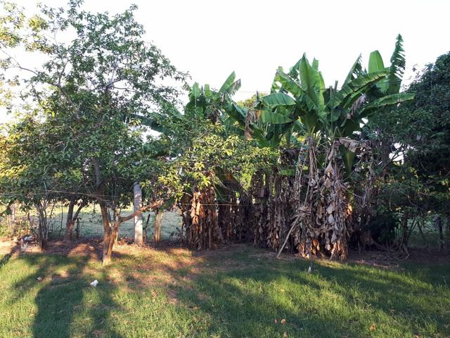 Rancho Pantanal - Foto 6