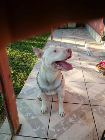 Filhote de pitbull fêmea - Foto 2