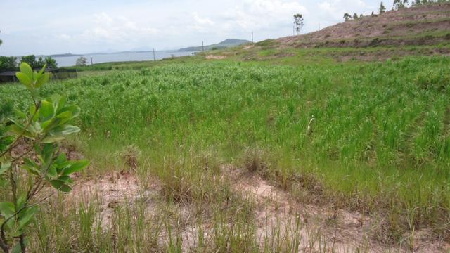Silva Jardim Propriedade com 9 alqueires preço pra vender! - Foto 6