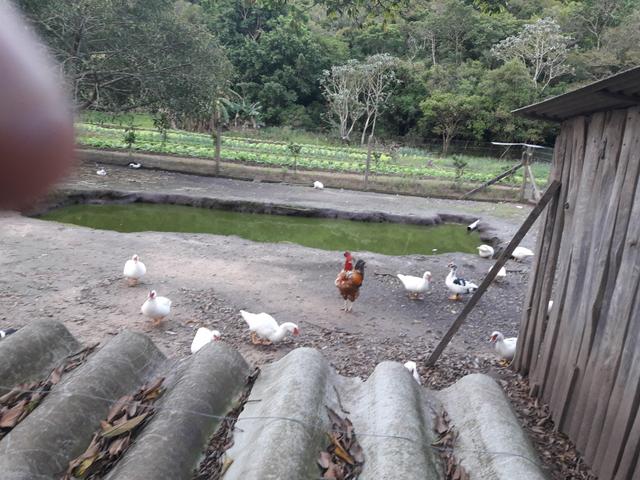 Patos adultos - Foto 3