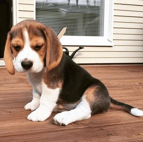 Beagle porte Pequeno