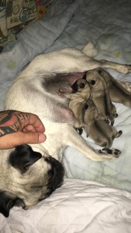 Filhotes de pug