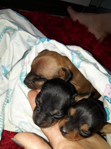 Pinscher N°1 - Foto 3