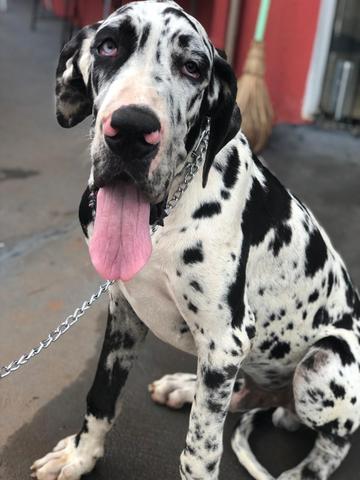 Filhote Dogue Alemão - Foto 3