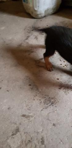 Doace 6 filhotes *Pastor alemão * Rottweiler - Foto 5
