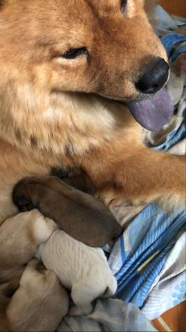Chow chow