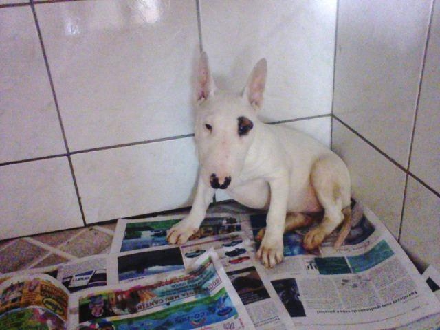 Bull Terrier femea,4 meses,3 vacinas,desverminadas,parcelo até 12 x - Foto 4