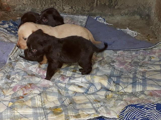Labradores puro só * - Foto 4