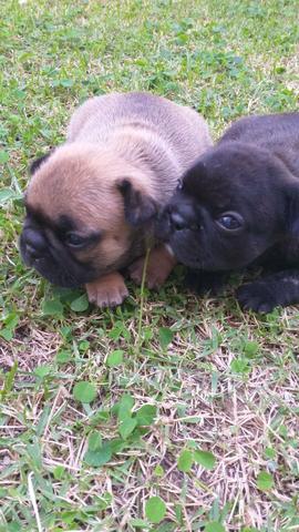 Vendo filhotes bulldog francês