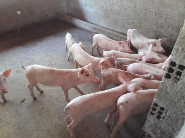Fazenda em Boa-Hora/PI a 140 km de Teresina - Foto 7