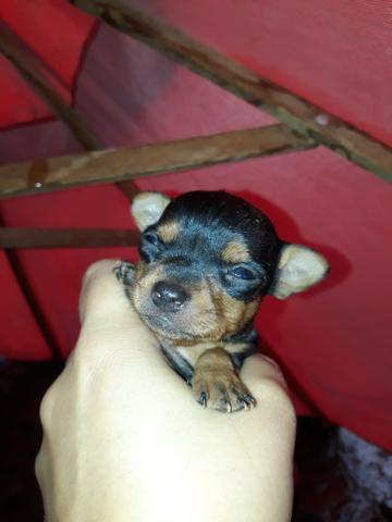 Pinscher N°1