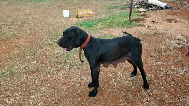 Filhotes Dogue Alemão - Foto 3