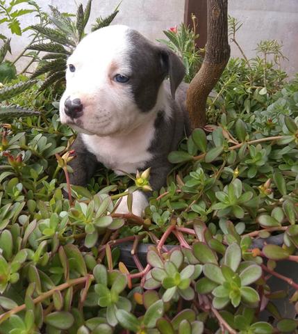 American bully - Foto 6