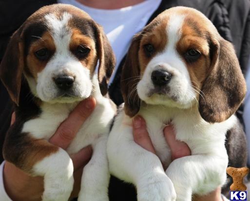 Beagle chamar no what's para informações * - Foto 2