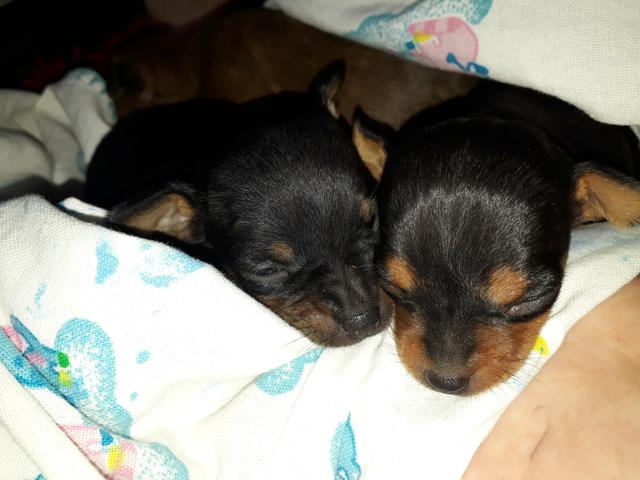 Pinscher N°1 - Foto 2