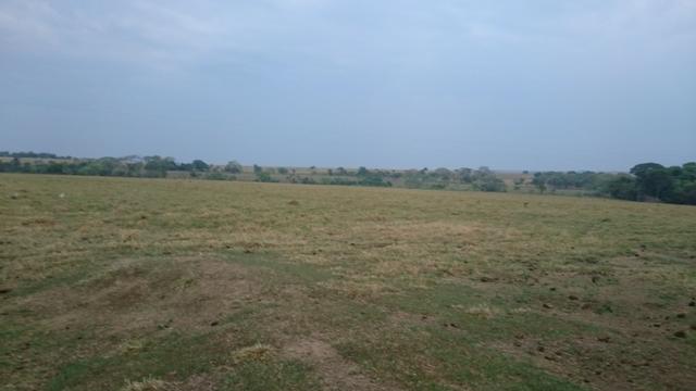 Fazenda para lavoura de 44 alqueires a venda na região de Caldas Novas GO - Foto 2