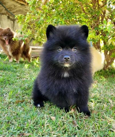 Spitz Alemão anão - Lulu da Pomerânia - FÊMEA- 12x sem juros - envio grátis. - Foto 5