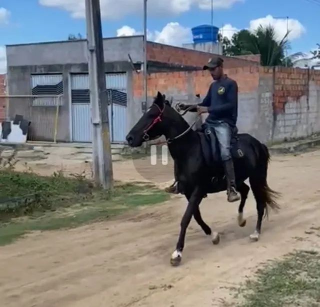 Égua Mangalarga  - Foto 3