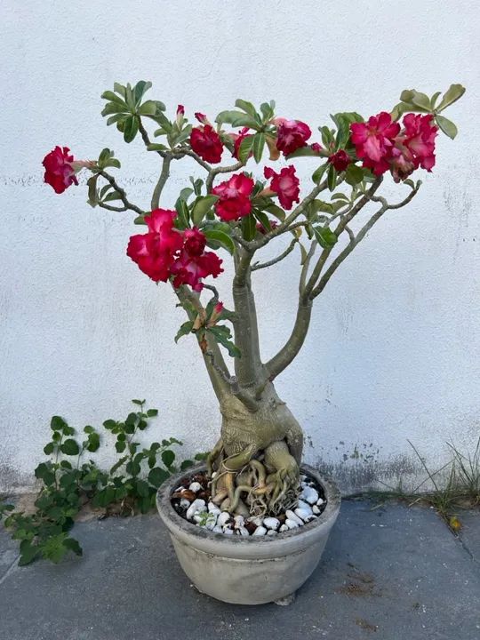 Rosa do deserto adulta com 3 tipos de flores (enxertada)