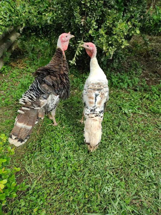 Perus machos troco ou vendo