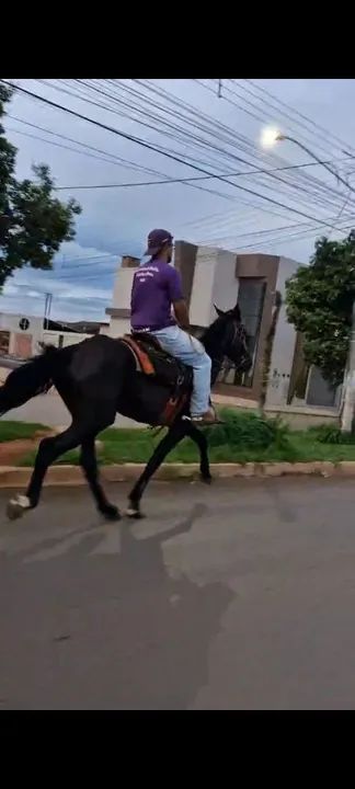 Cavalo Esquipador - Foto 3