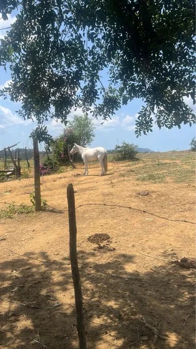 Égua  branca para venda ou troca 