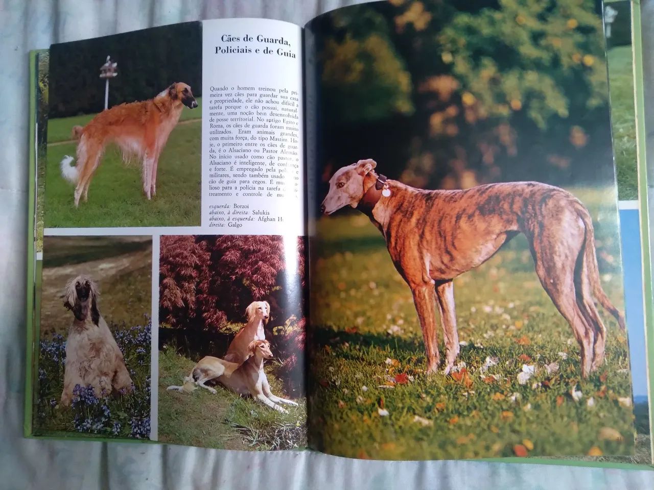LIVRO FANTÁSTICO UNIVERSO CÃES - Foto 3