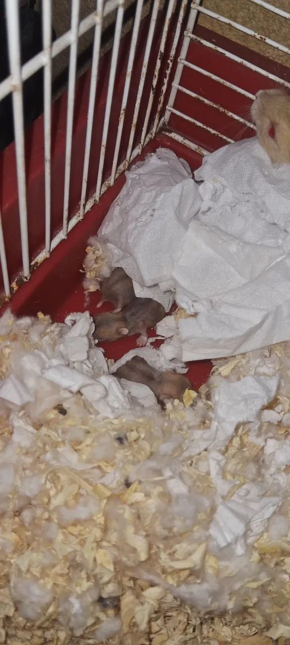 Hamsters Anão Russo - Foto 2