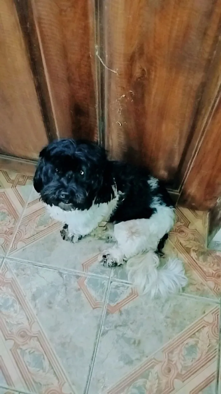 Cachorro Shih Tzu - Adorável e Carinhoso