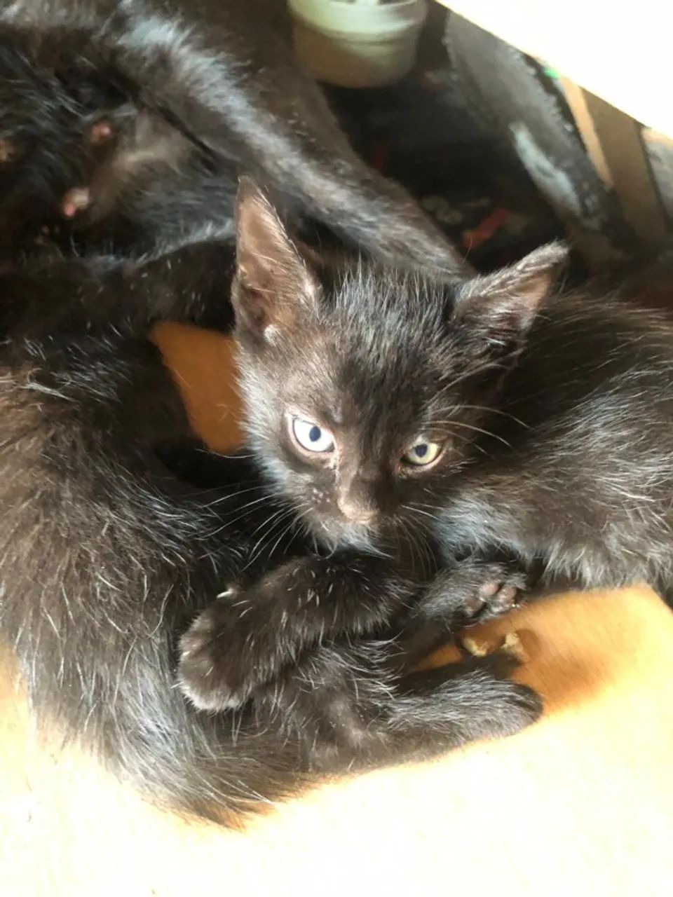 Gato - Foto 4