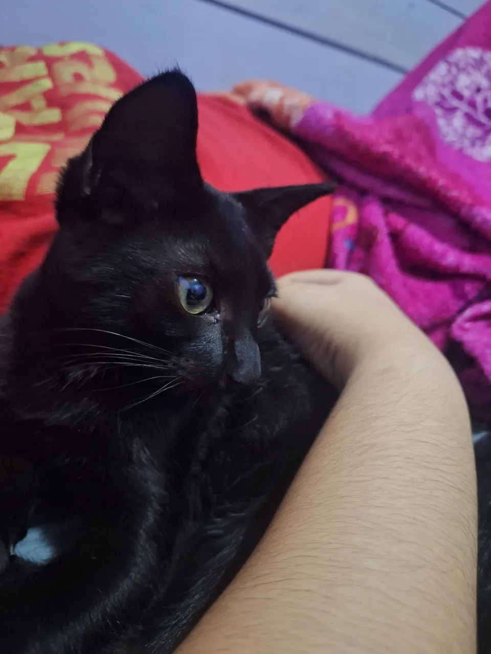 Doacao Gato 3 meses