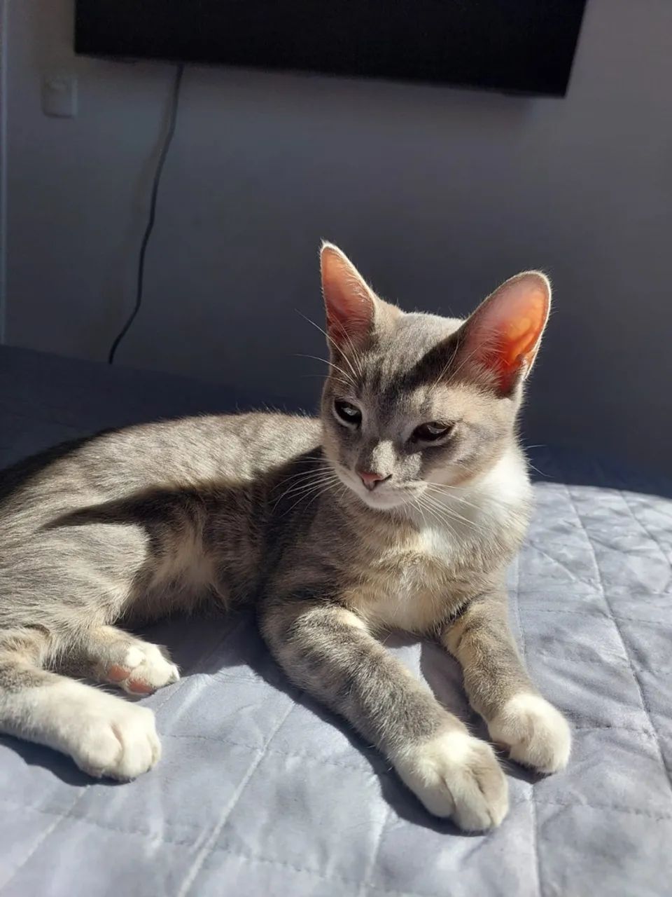 Gatinha para Adoção  - Foto 2