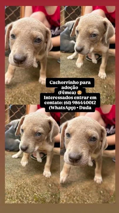 Cachorrinhas para adoção - Fêmeas - Foto 2