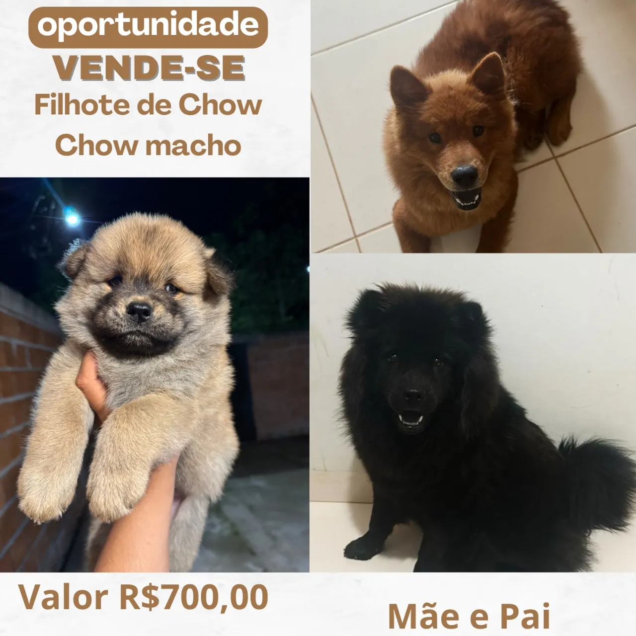 Filhote Chow Chow macho - R$700,00