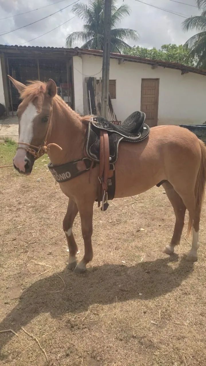 POTRO COM 1 ANO E 11 MESES PROMOÇÃO  - Foto 5